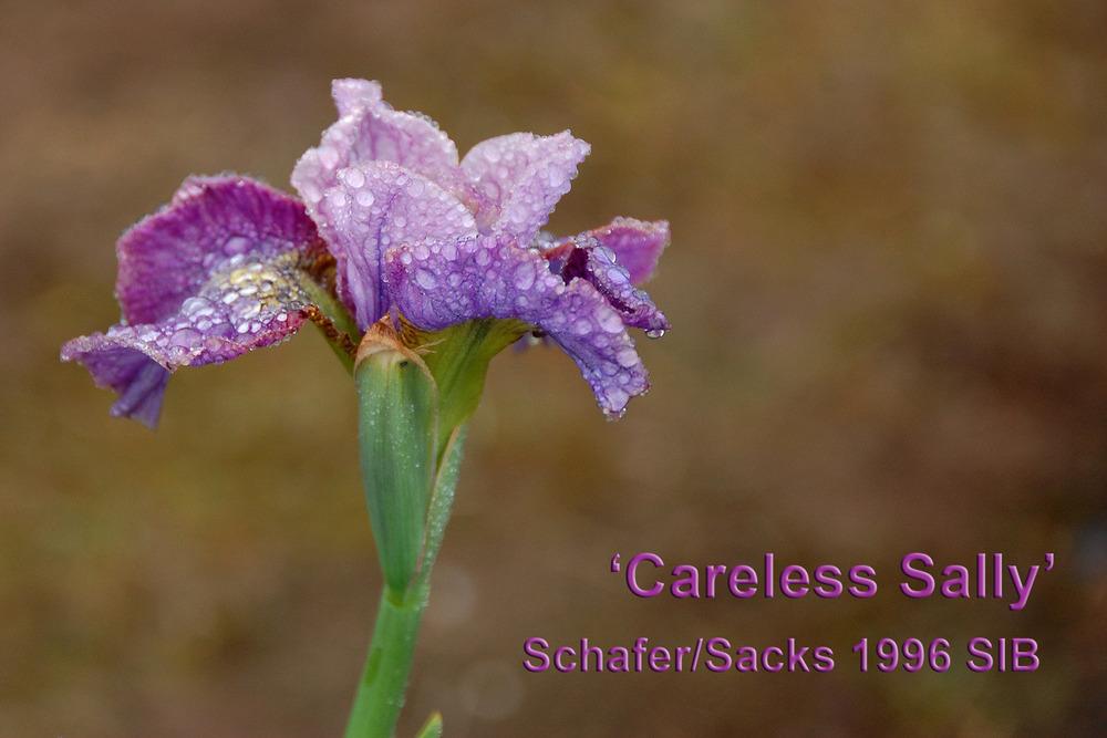 Photo of Siberian Iris (Iris 'Careless Sally') uploaded by Mikey
