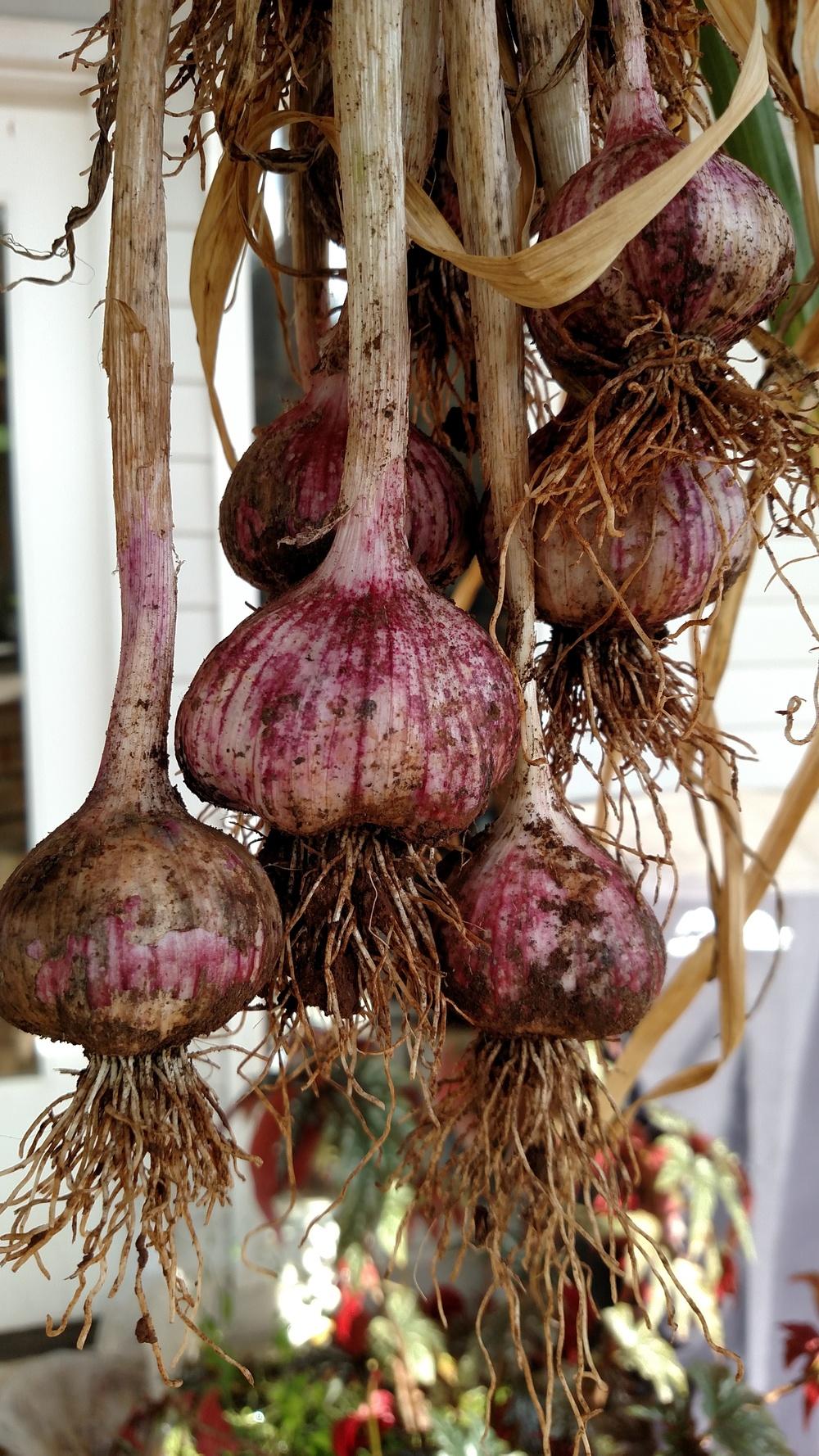 Photo of Garlic (Allium sativum 'Maiskij') uploaded by Toni