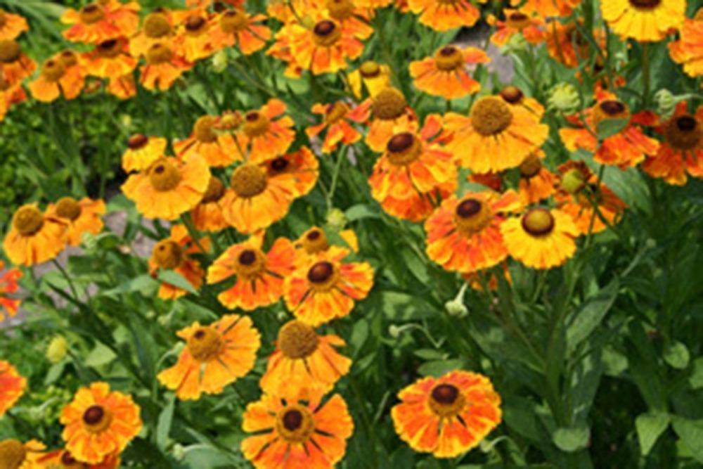 Photo of Helenium 'Waltraut' uploaded by admin