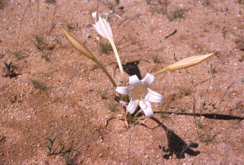 Photo of Crinum (Crinum macowanii) uploaded by admin