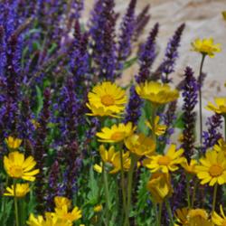 Location: My Garden, Utah
Date: 2015-05-30
with Salvia 'Blauhugel'