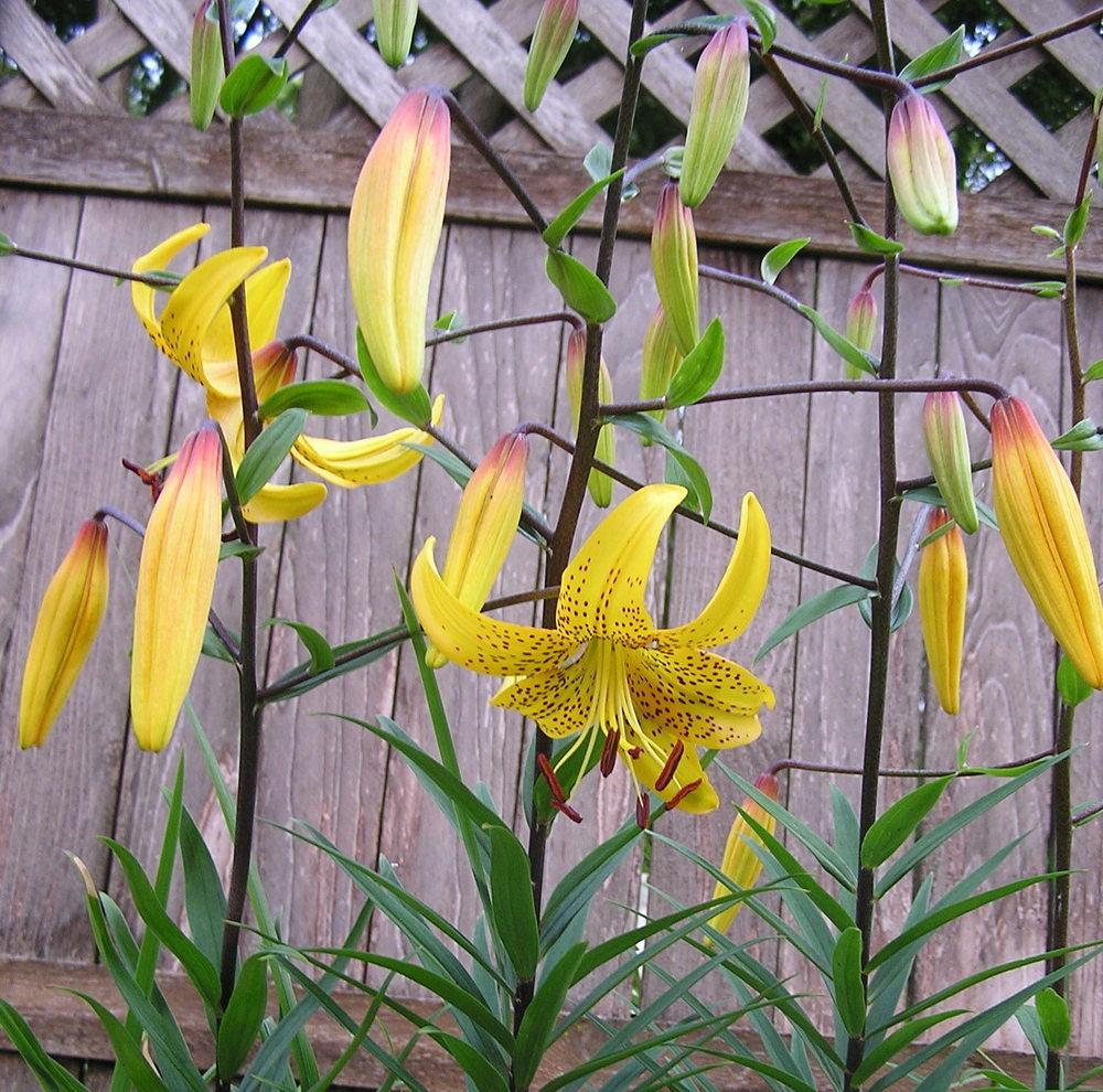 Photo of Lilies (Lilium) uploaded by mandolls