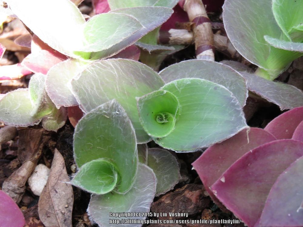 Photo of Tradescantia 'Pale Puma' uploaded by plantladylin