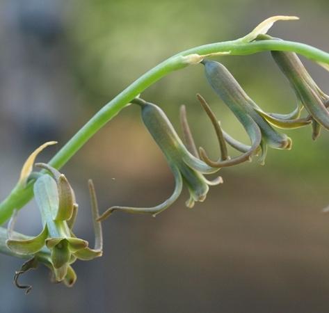 Photo of Dainty Green Bells (Dipcadi viride) uploaded by plantrob