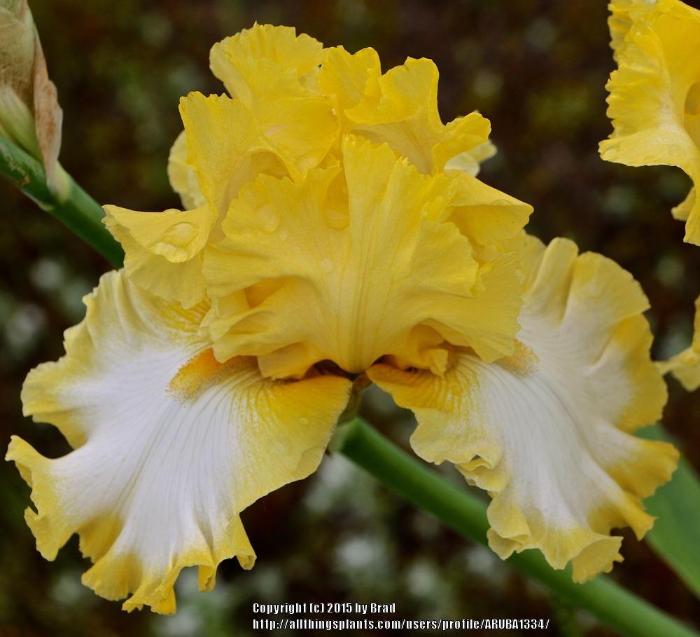 Photo of Tall Bearded Iris (Iris 'Bequest') uploaded by ARUBA1334