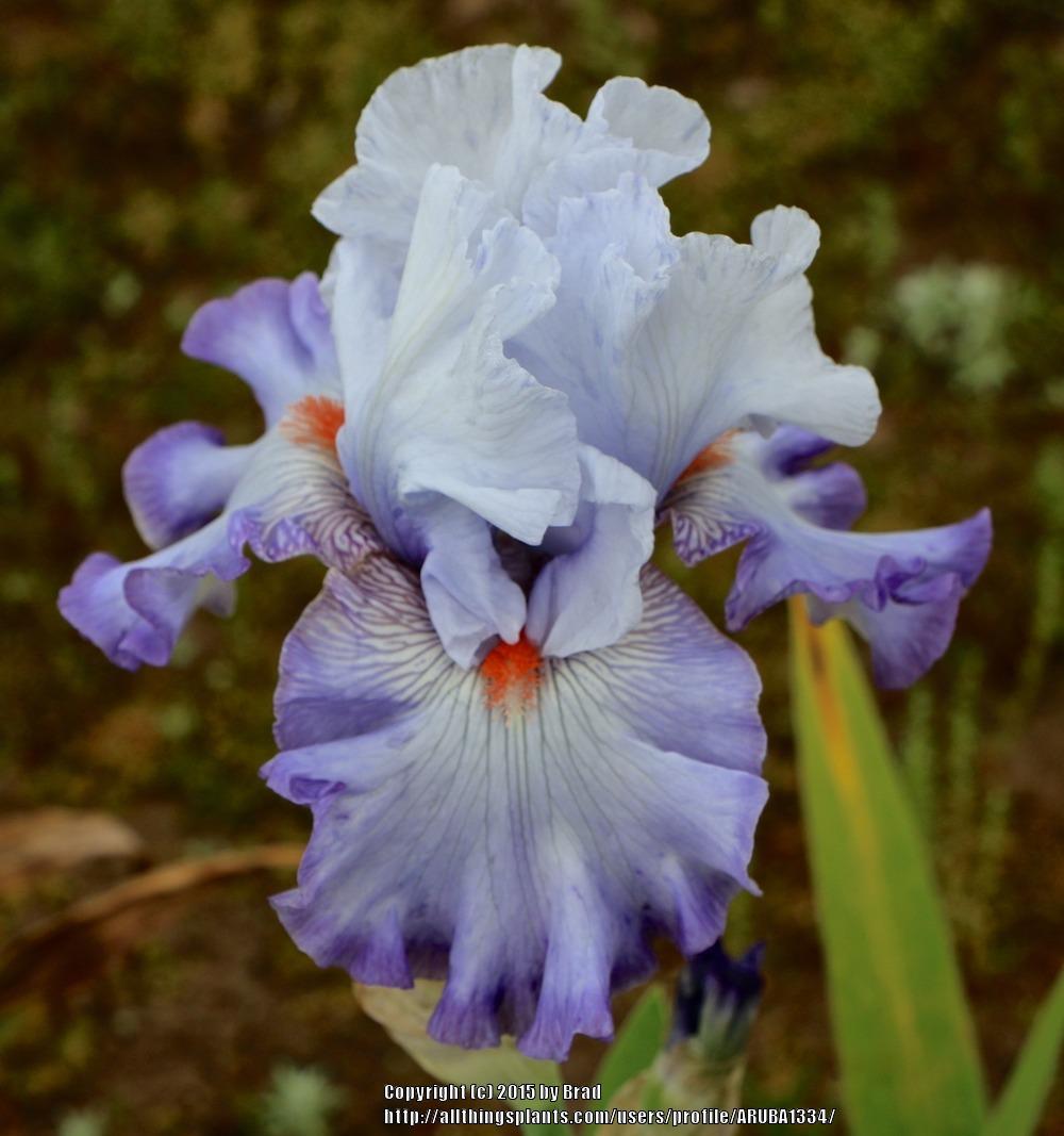 Photo of Tall Bearded Iris (Iris 'Southern Grace') uploaded by ARUBA1334