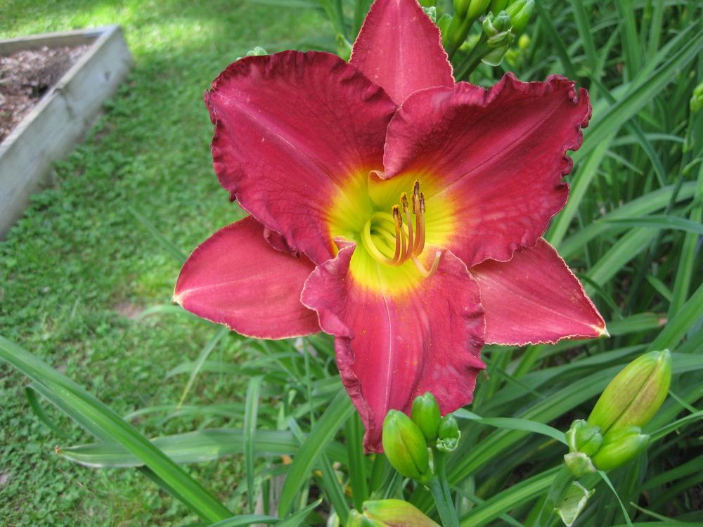 Photo of Daylily (Hemerocallis 'Channeled Aggression') uploaded by Bedmaker
