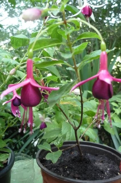 Photo of Lady's Eardrops (Fuchsia 'Gerharda's Aubergine') uploaded by Cvenol
