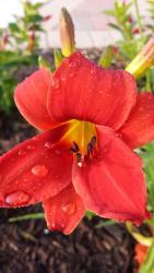 Thumb of 2015-07-04/DogsNDaylilies/2105a4