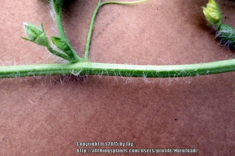 Photo of Watermelon (Citrullus lanatus 'Schochler') uploaded by Horntoad