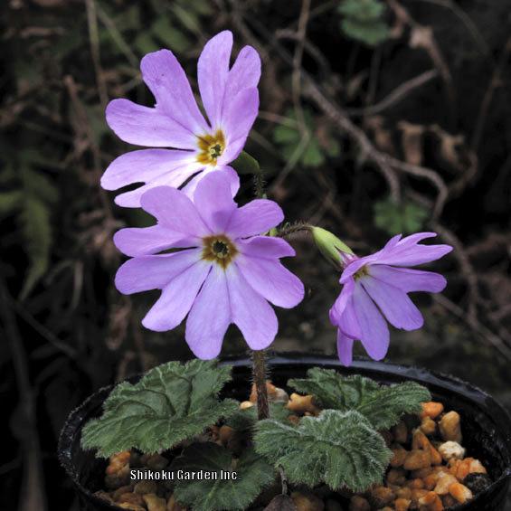 Photo of Primrose (Primula tosaensis) uploaded by Joy