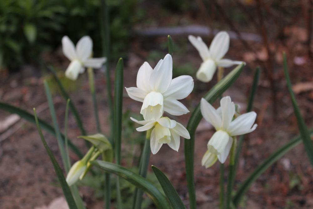 Photo of Triandrus Daffodil (Narcissus 'Ice Wings') uploaded by Meredith79