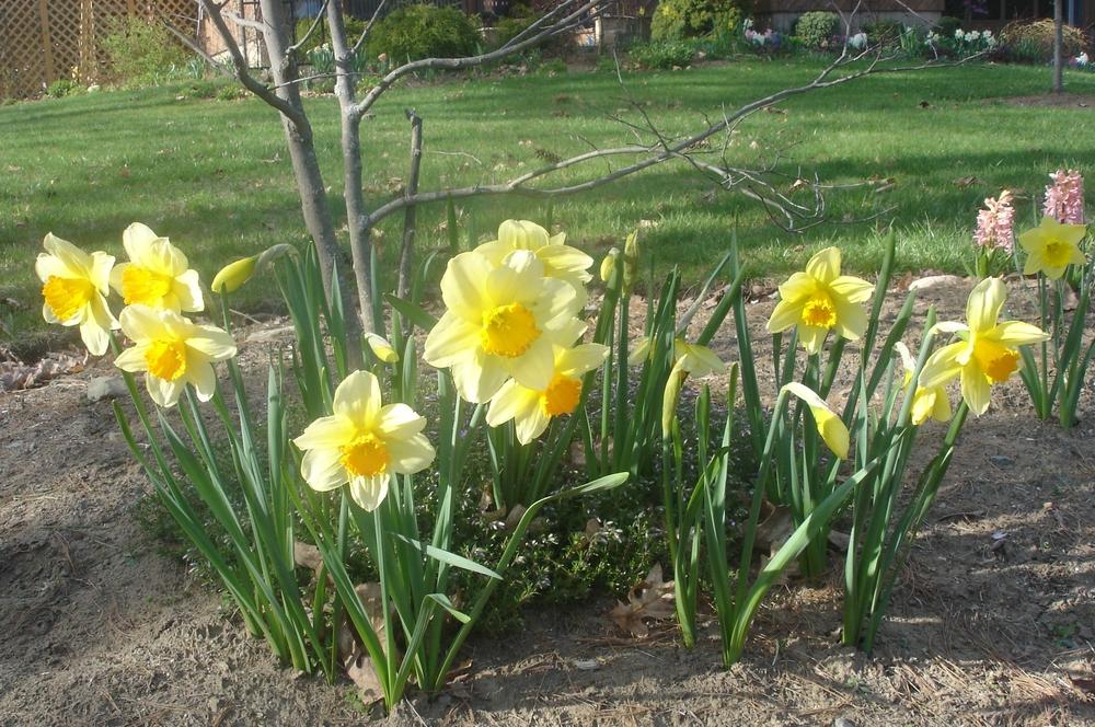 Photo of Long-Cupped Daffodil (Narcissus 'Fortissimo') uploaded by Meredith79