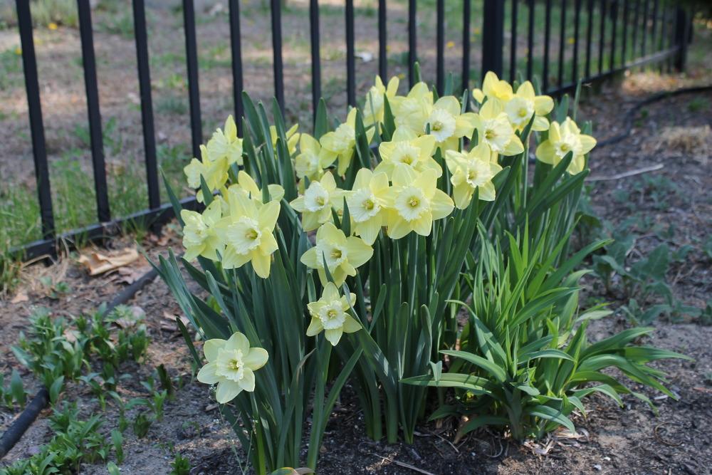 Photo of Trumpet Daffodil (Narcissus 'Spellbinder') uploaded by Meredith79
