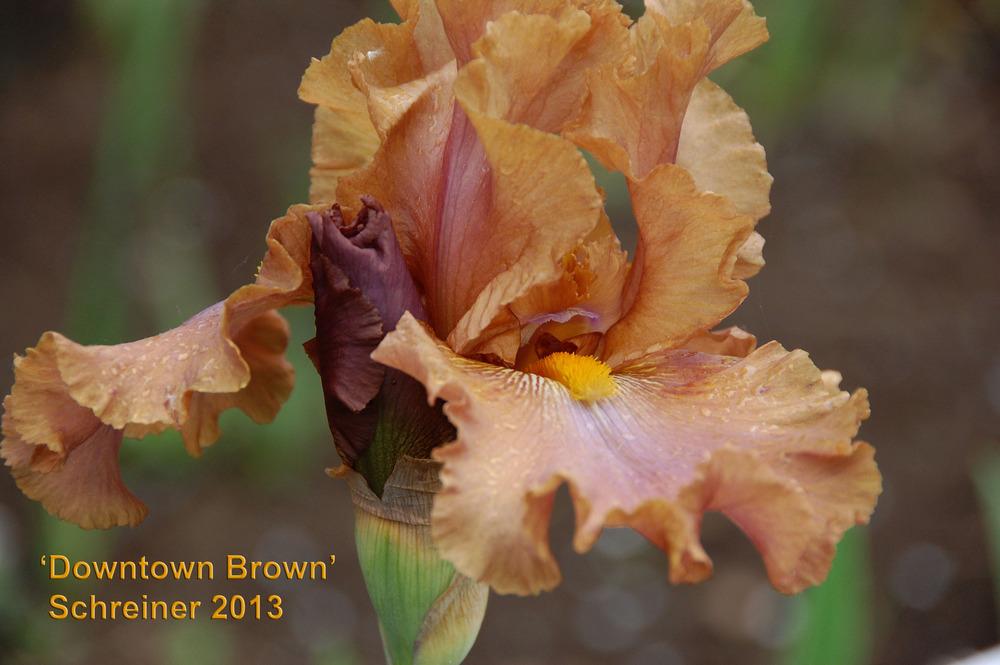 Photo of Tall Bearded Iris (Iris 'Downtown Brown') uploaded by Mikey