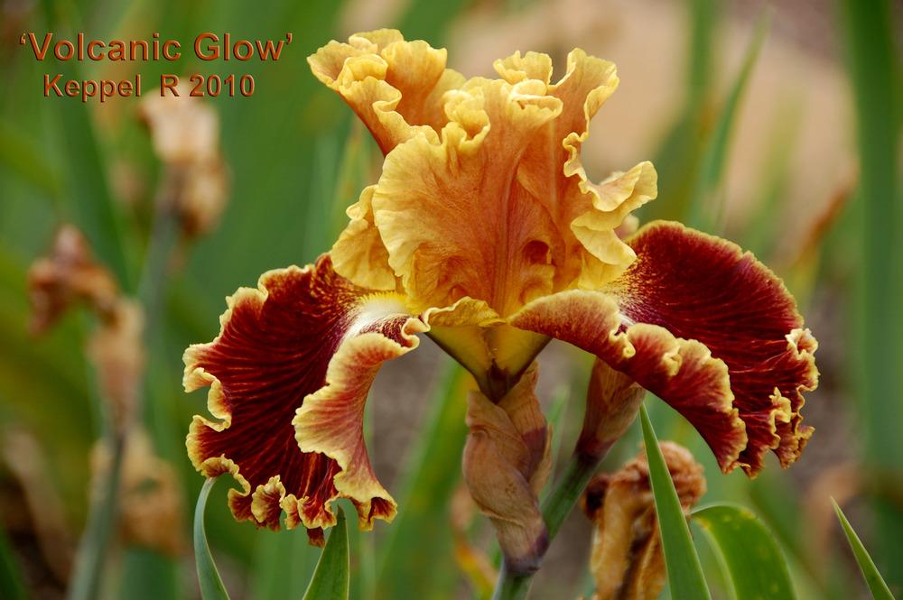 Photo of Tall Bearded Iris (Iris 'Volcanic Glow') uploaded by Mikey