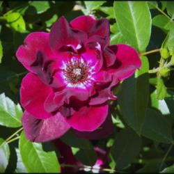 Location: Bristol, Pennsylvania
Date: 2015-05-29
Spicy fragrance-compact floribunda-free flowering all summer