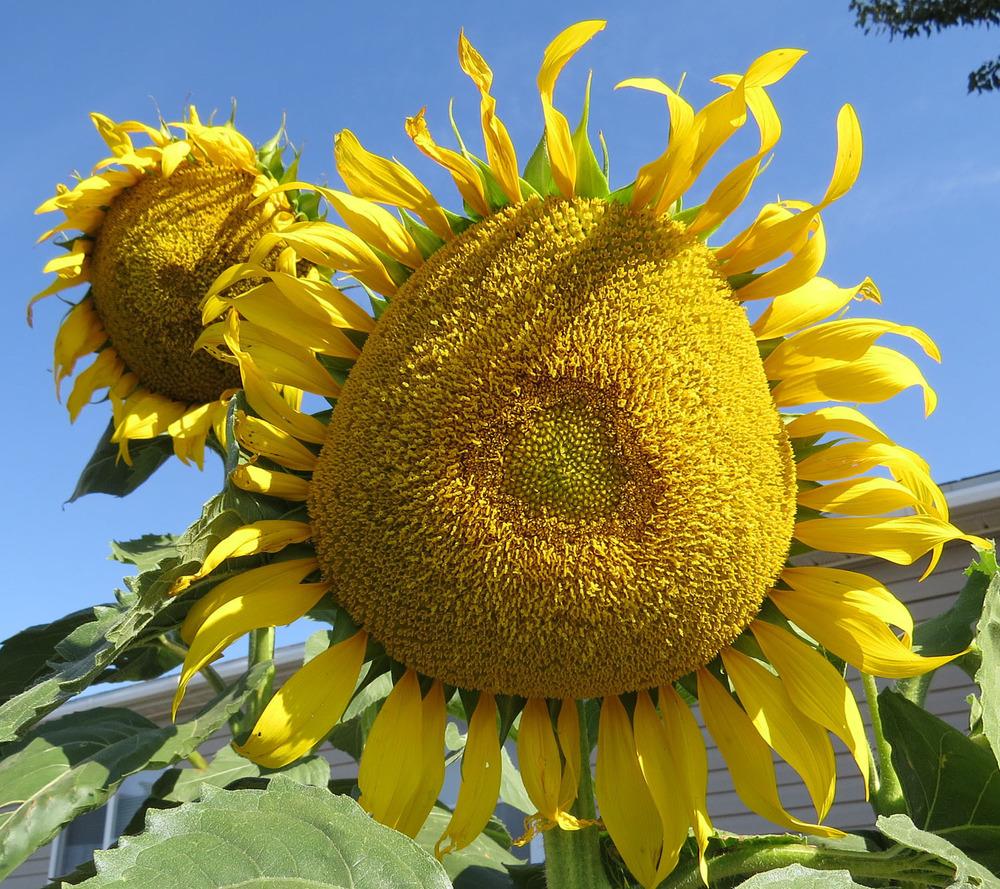 Photo of Sunflower (Helianthus annuus 'Black Oil') uploaded by Natalie