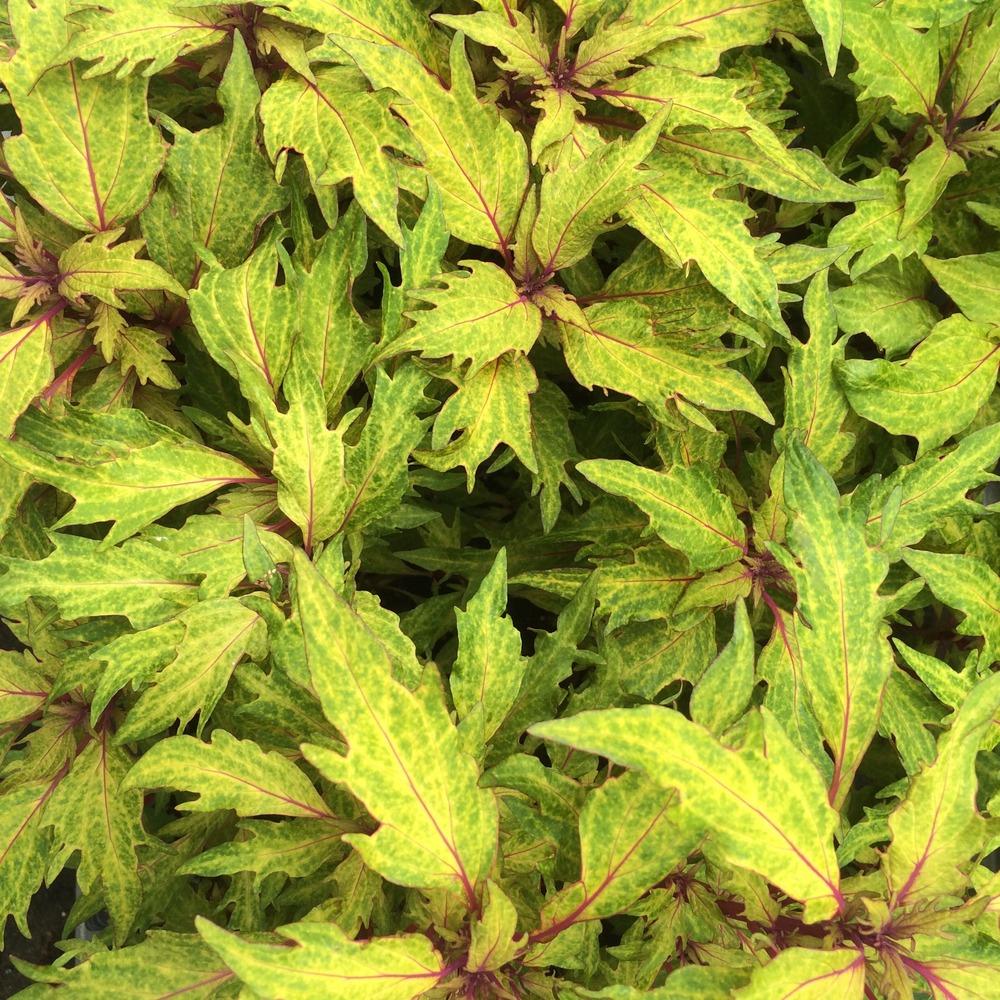 Photo of Coleus (Coleus scutellarioides Marquee Blonde Bombshell) uploaded by Njiris