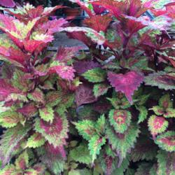 Location: Central NJ, Zone 7A
Date: 7/4/15
Coleus Indian Summer