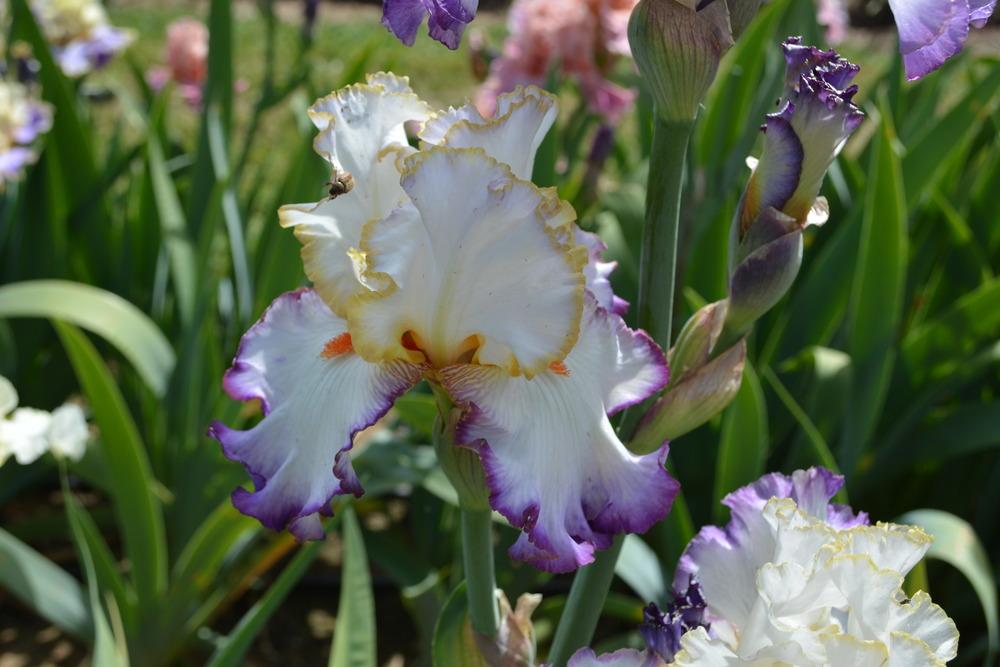Photo of Tall Bearded Iris (Iris 'In the Loop') uploaded by Phillipb2