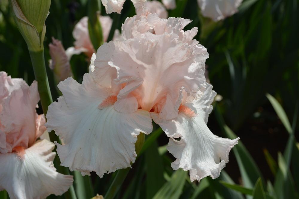 Photo of Tall Bearded Iris (Iris 'Just an Elusion') uploaded by Phillipb2