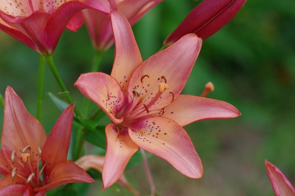Photo of Lilies (Lilium) uploaded by Rose1656
