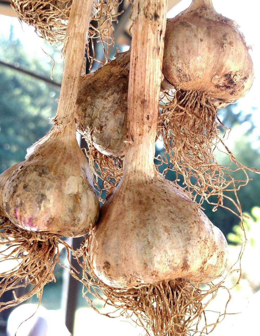 Photo of Garlic (Allium sativum 'Siciliano') uploaded by Toni