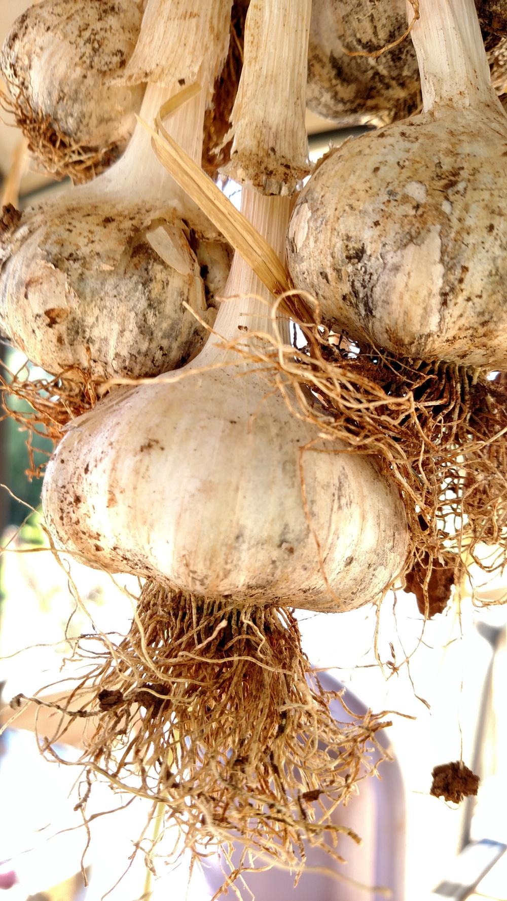 Photo of Garlic (Allium sativum 'Shilla') uploaded by Toni