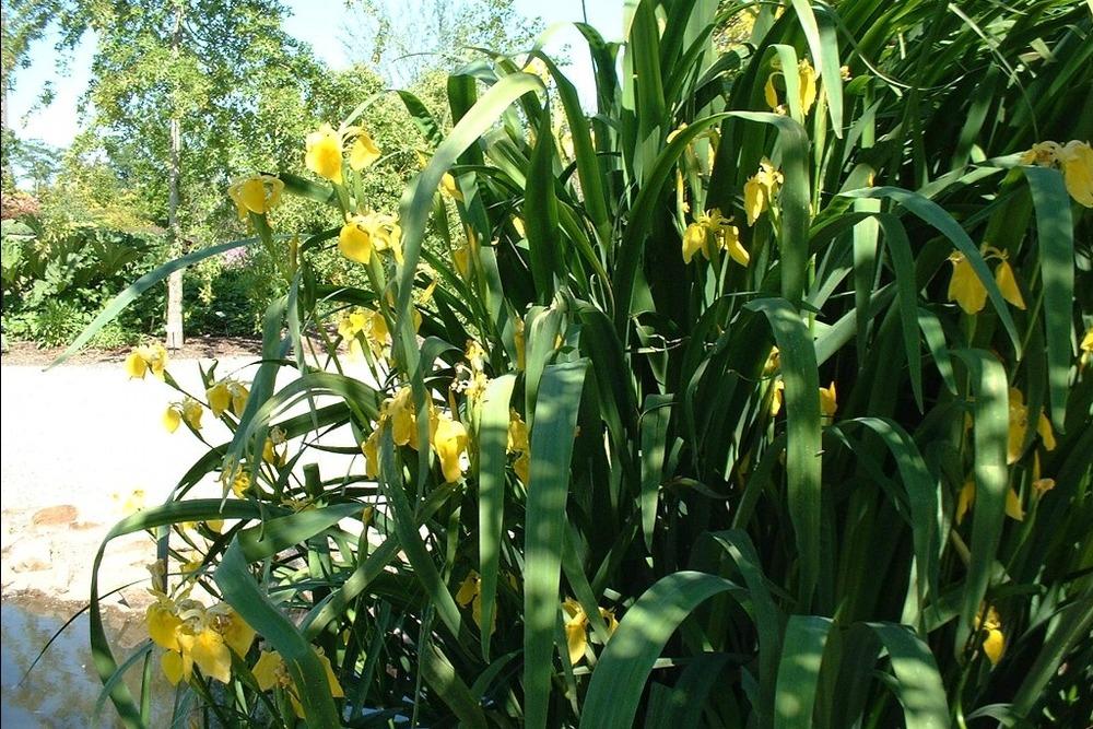Photo of Yellow Flag (Iris pseudacorus) uploaded by admin