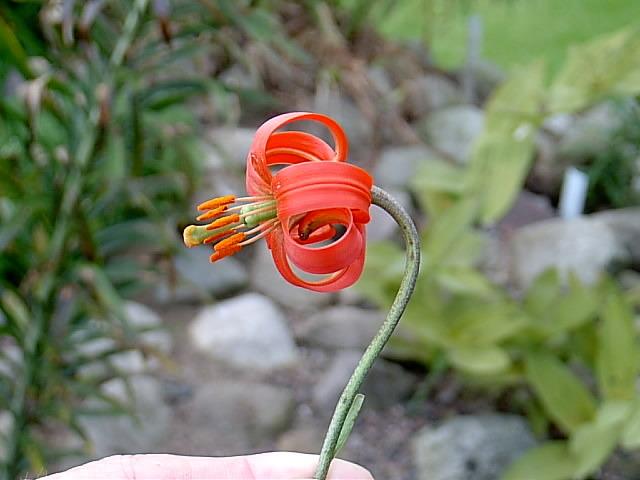 Photo of Lily (Lilium callosum) uploaded by admin