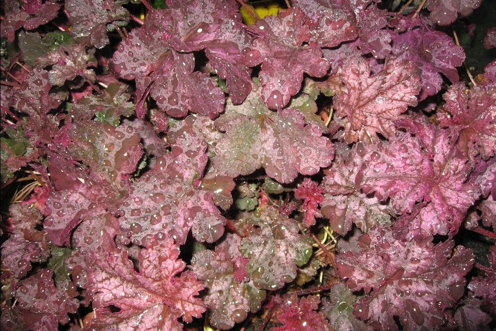 Photo of Coral Bells (Heuchera 'Can Can') uploaded by admin