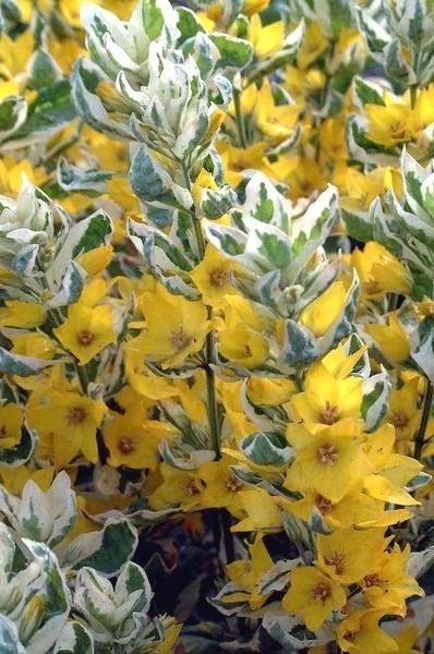 Photo of Variegated Yellow Loosestrife (Lysimachia punctata 'Alexander') uploaded by admin