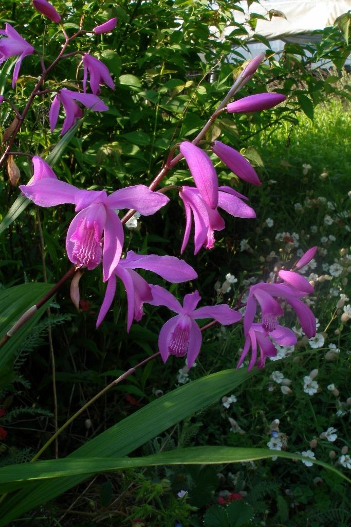 Photo of Chinese Ground Orchid (Bletilla striata) uploaded by admin