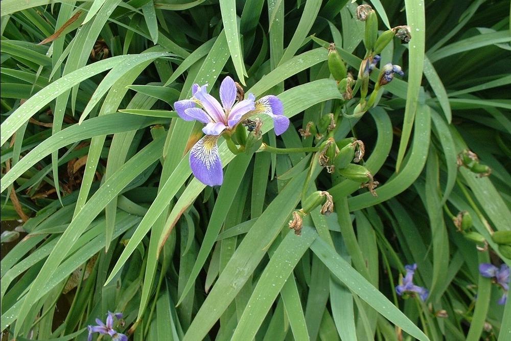 Photo of Species Iris (Iris versicolor) uploaded by admin