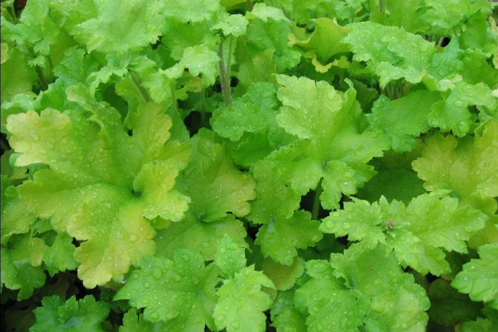 Photo of Coral Bells (Heuchera 'Lime Marmalade') uploaded by admin