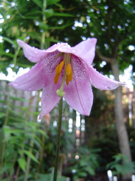 Photo of Lily (Lilium amoenum) uploaded by admin