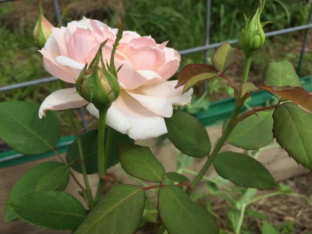 Photo of Rose (Rosa 'Quietness') uploaded by mabarberdo