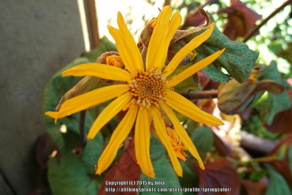 Photo of Leopard Plant (Ligularia 'Garden Confetti') uploaded by springcolor