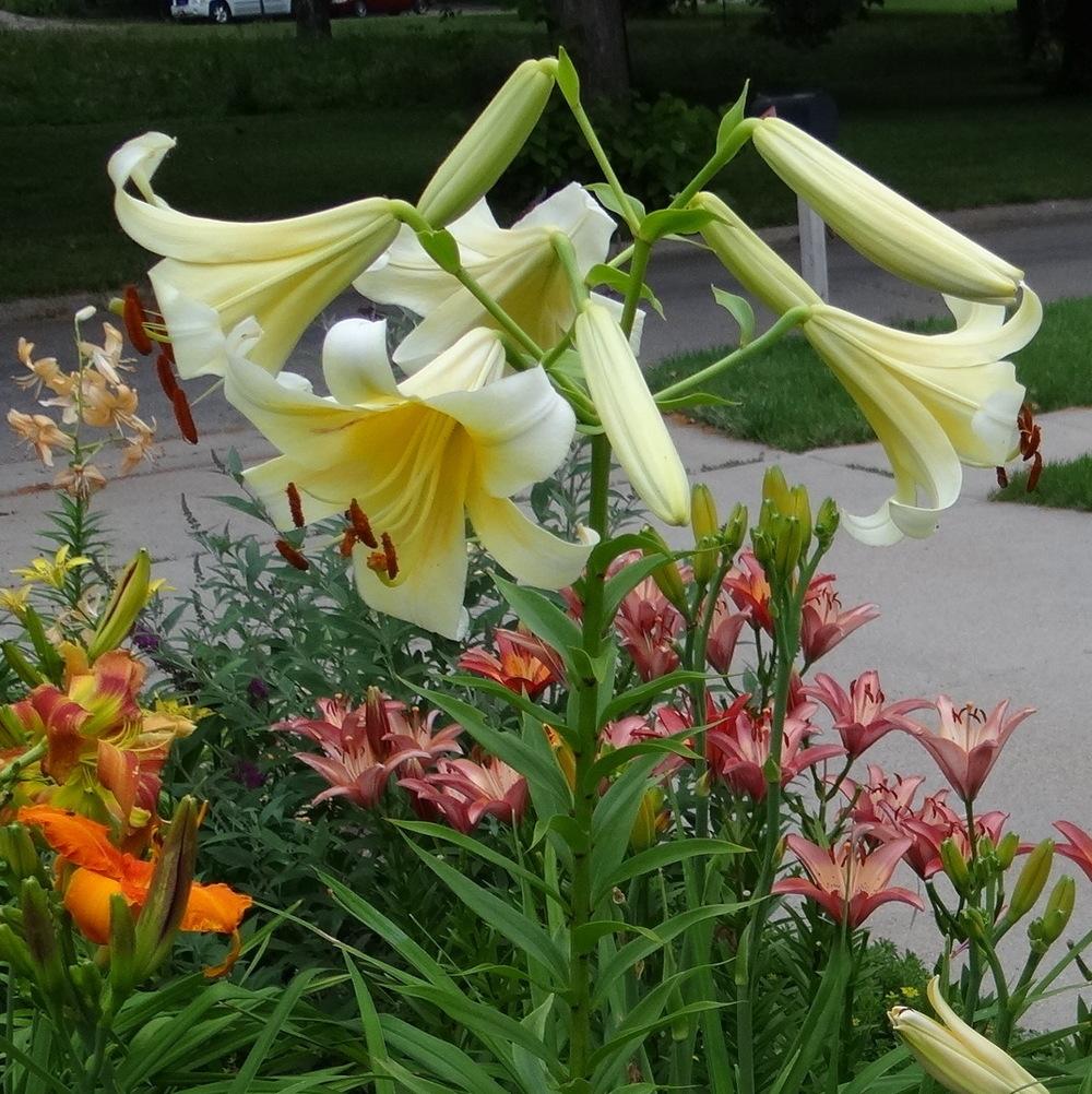Photo of Lily (Lilium Luminaries) uploaded by stilldew