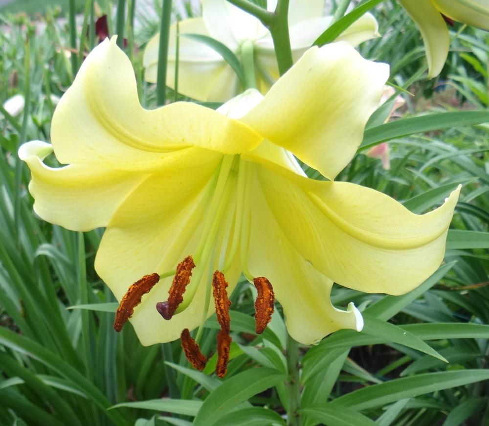 Photo of Lily (Lilium 'Yellow Space') uploaded by stilldew