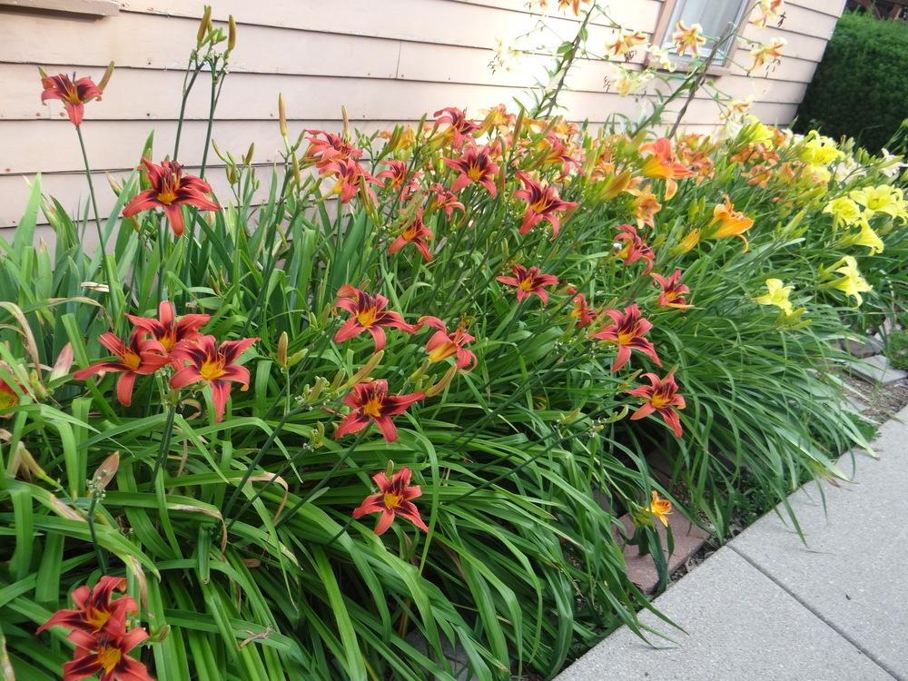Photo of Daylilies (Hemerocallis) uploaded by stilldew