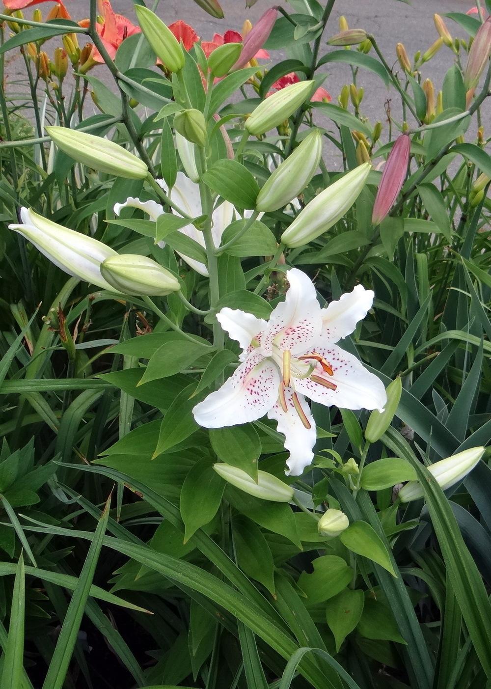 Photo of Oriental Lily (Lilium 'Muscadet') uploaded by stilldew