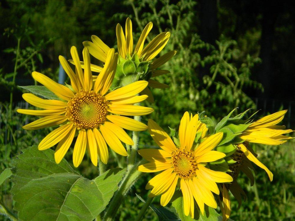 Photo of Sunflowers (Helianthus annuus) uploaded by wildflowers