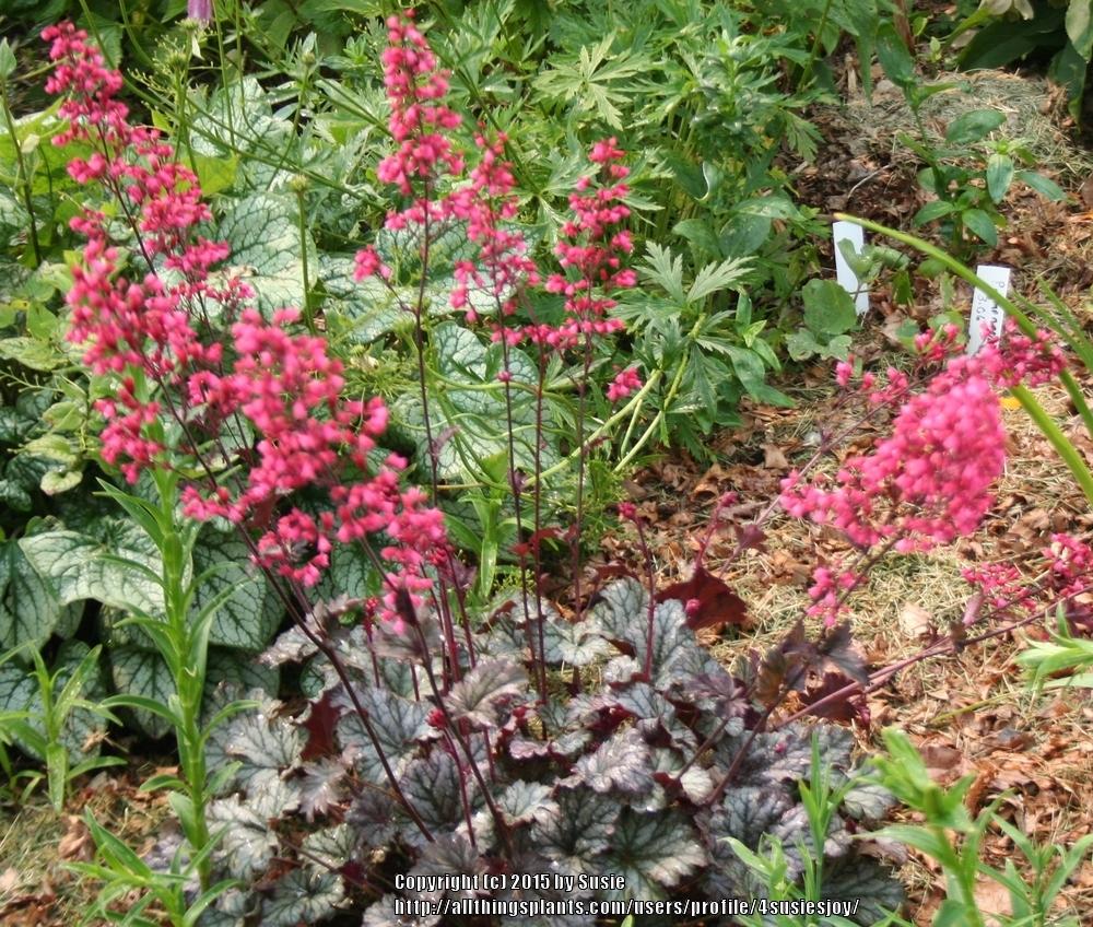 Photo of Coral Bells (Heuchera 'Rave On') uploaded by 4susiesjoy