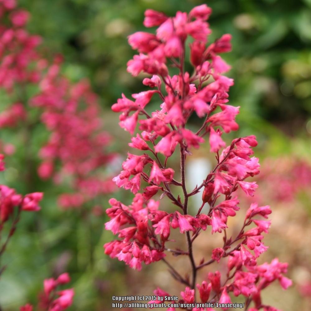Photo of Coral Bells (Heuchera 'Rave On') uploaded by 4susiesjoy