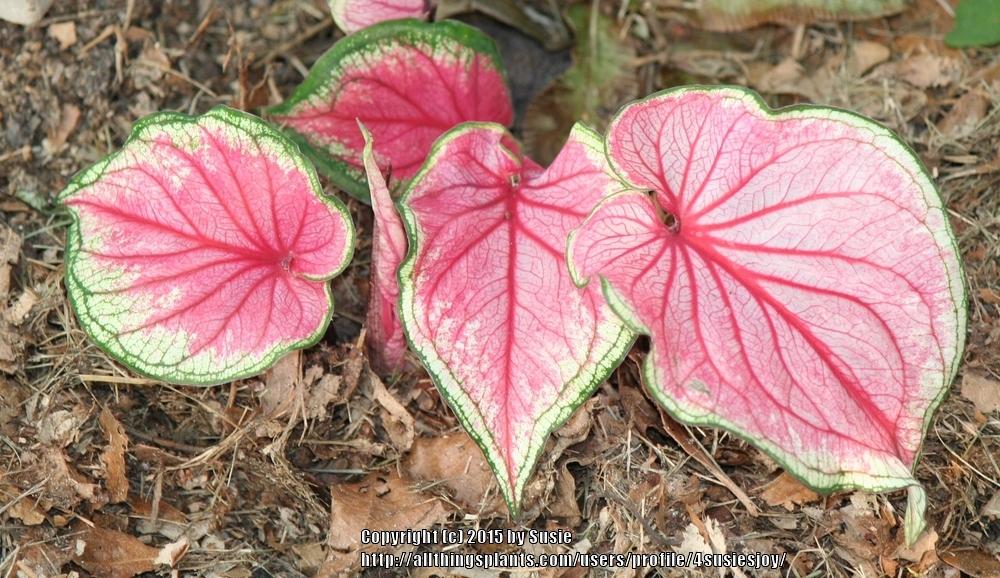 Photo of Lance-leaf Caladium (Caladium 'Florida Sweetheart') uploaded by 4susiesjoy