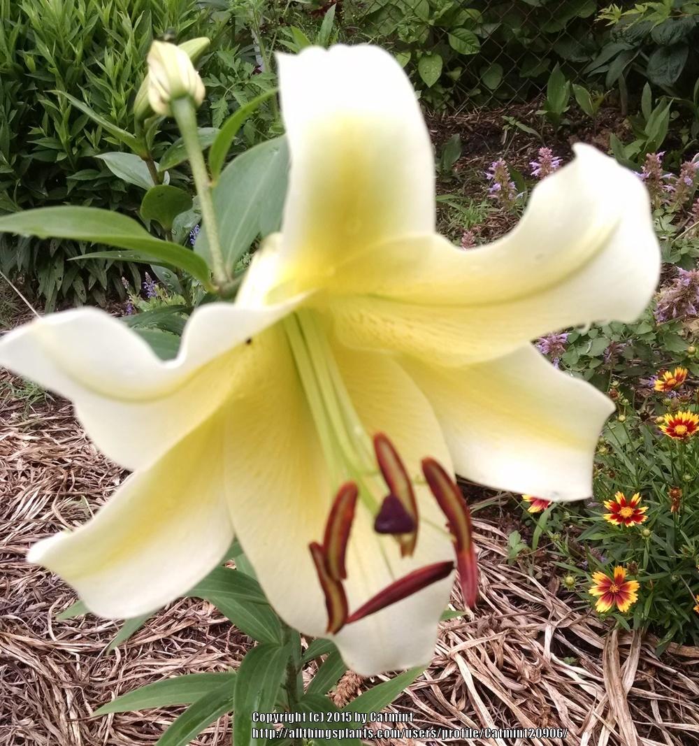 Photo of Lily (Lilium 'Conca d'Or') uploaded by Catmint20906