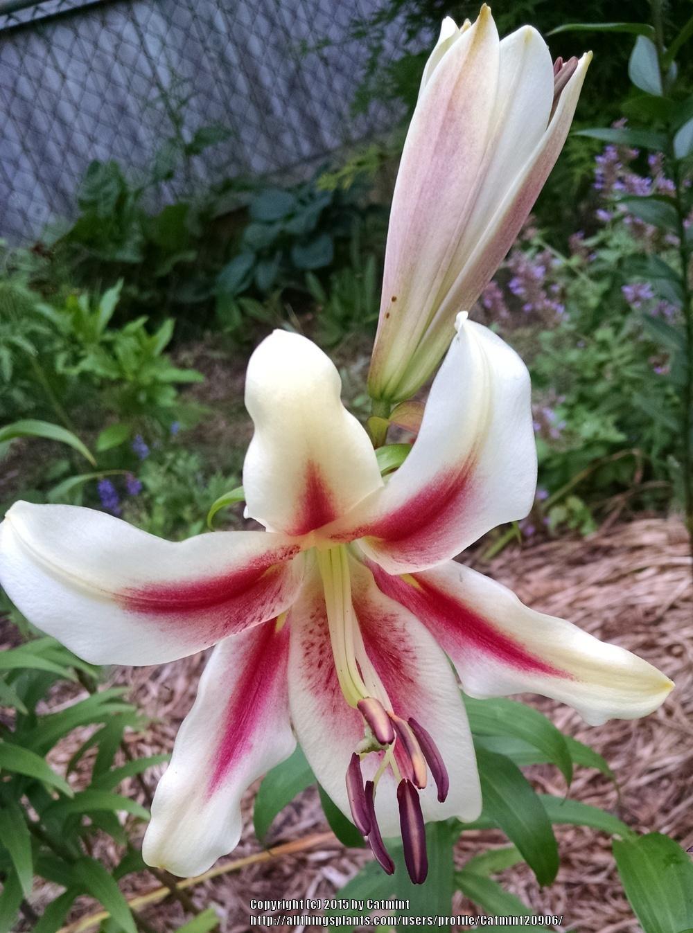 Photo of Lily (Lilium 'Lavon') uploaded by Catmint20906