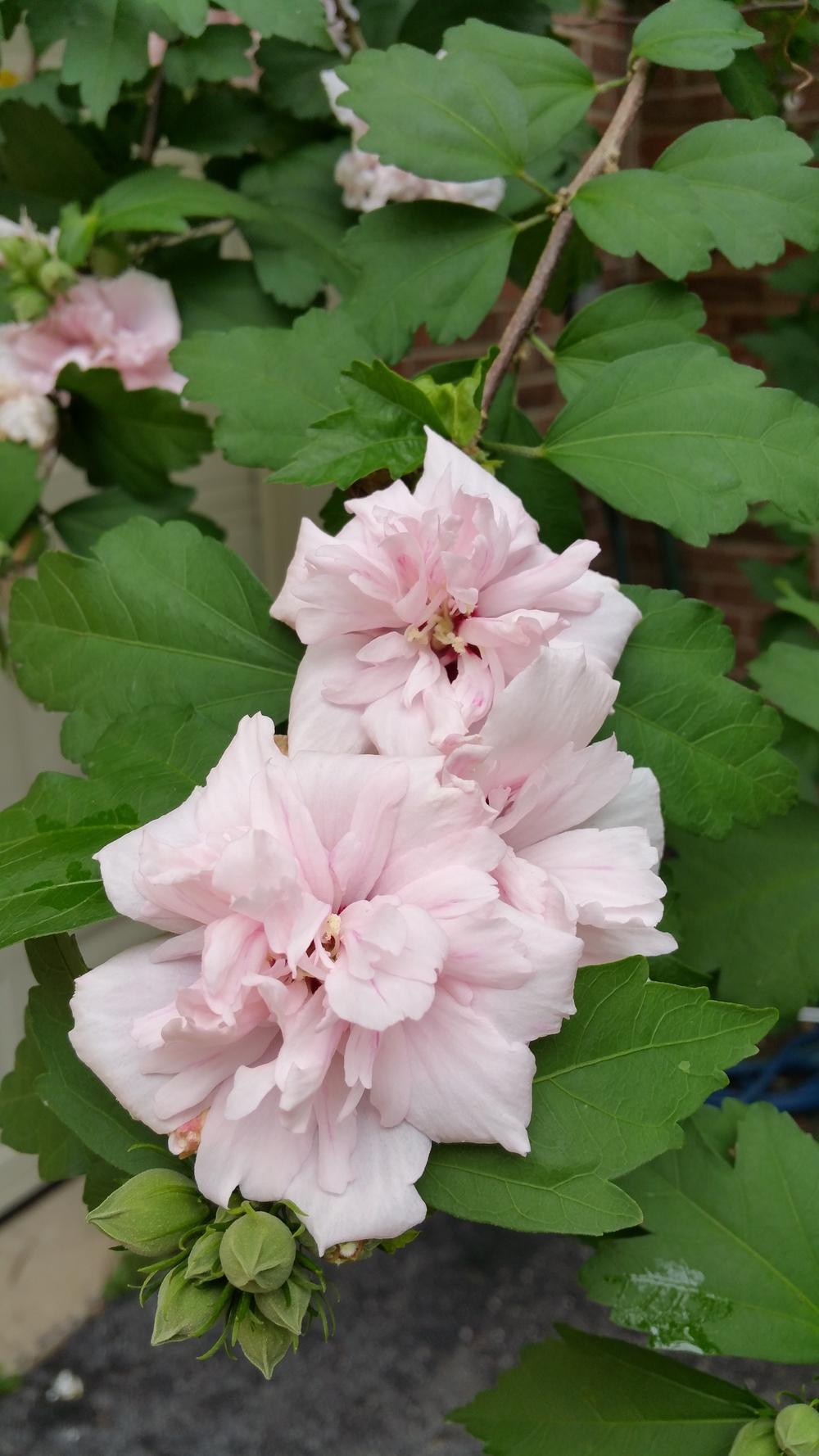 Photo of Rose of Sharon (Hibiscus syriacus 'Lady Stanley') uploaded by Gerris2